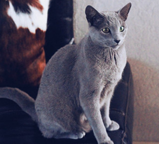 Кошка писает кровью
